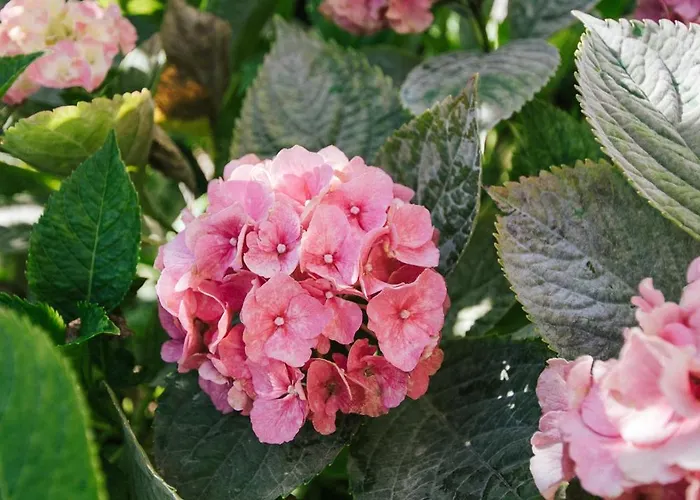 Civadelic * Трогір